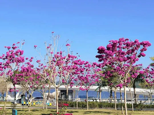 মাঝারি আকারের ফুলের গাছ