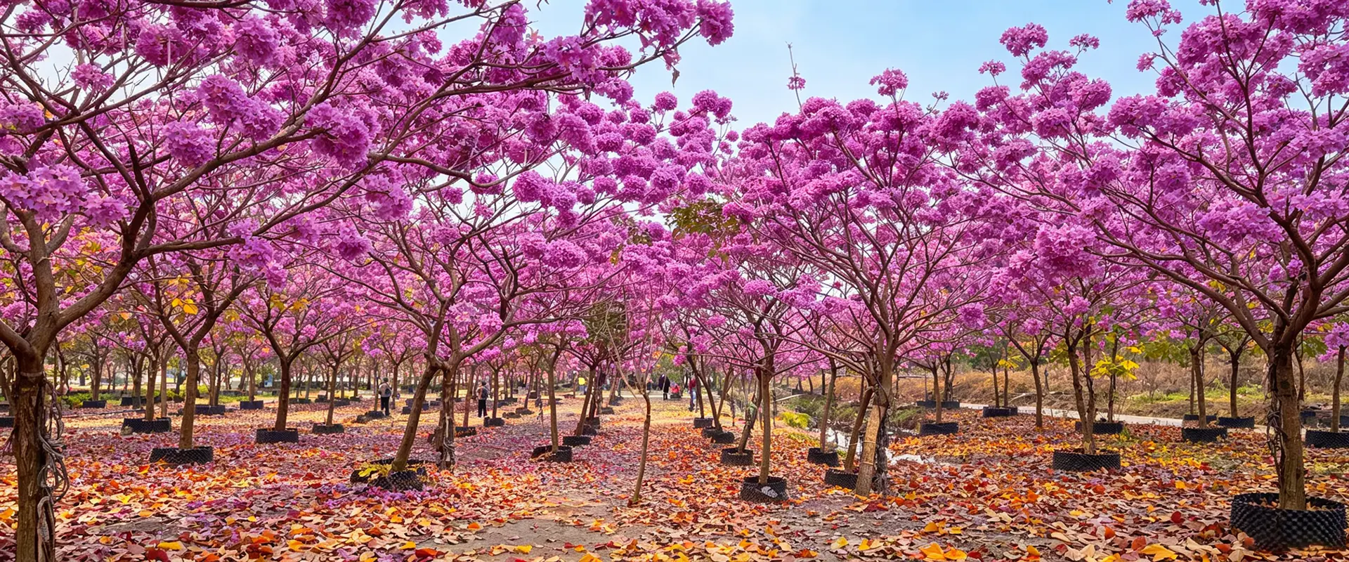 চীন বড় ফুলের গাছ সরবরাহকারী