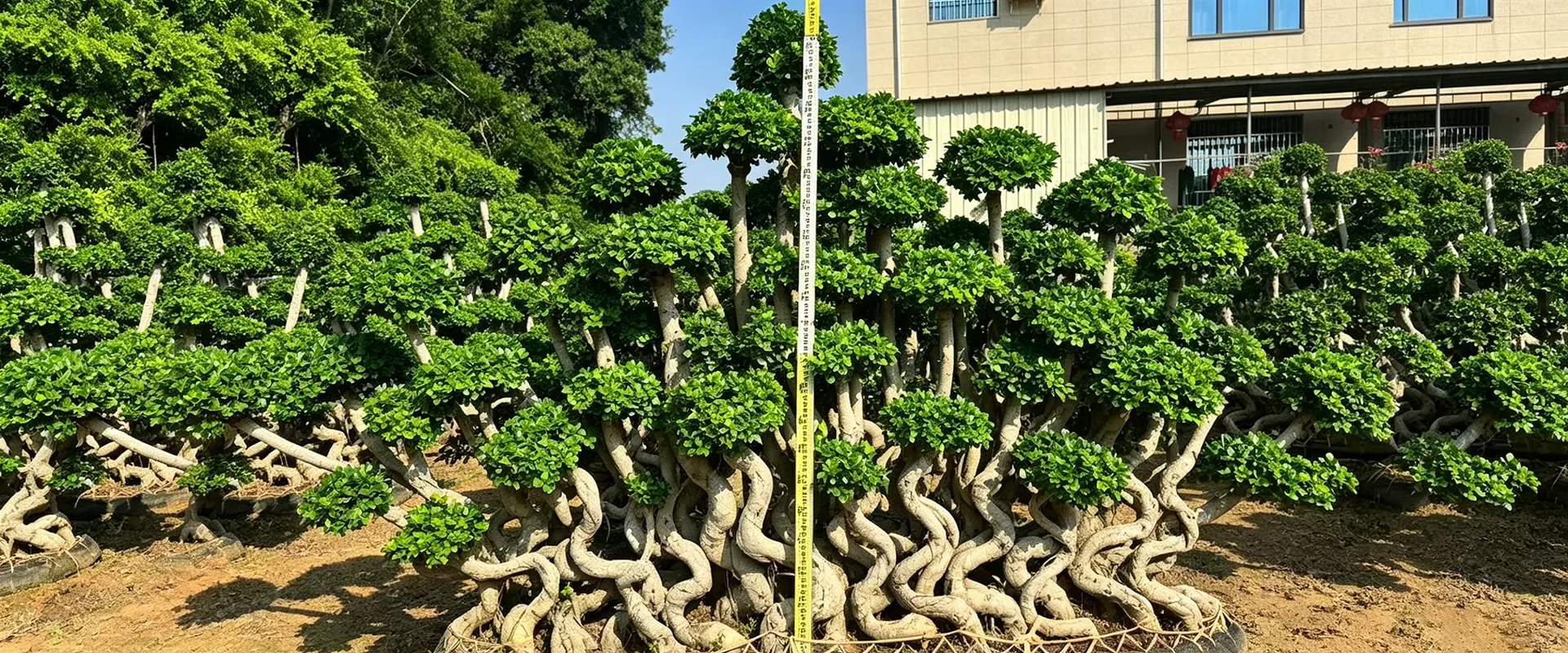 চীন চিরসবুজ ছায়া গাছ সরবরাহকারী