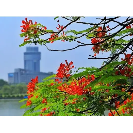 কিভাবে রয়্যাল পয়েন্সিয়ানা অত্যাশ্চর্য গ্রীষ্মমন্ডলীয় ল্যান্ডস্কেপ তৈরি করে? কিভাবে রয়্যাল পয়েন্সিয়ানা অত্যাশ্চর্য গ্রীষ্মমন্ডলীয় ল্যান্ডস্কেপ তৈরি করে?