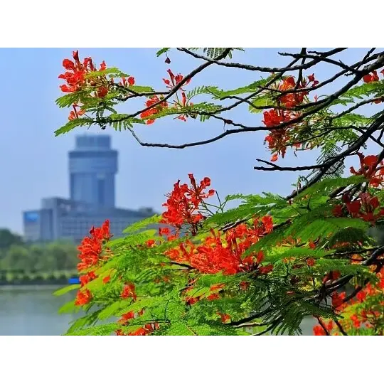কেন ধারক-উত্থিত রয়্যাল পয়েন্সিয়ানা লাইনারগুলি ল্যান্ডস্কেপ সাফল্যকে সর্বাধিক করে তোলে?