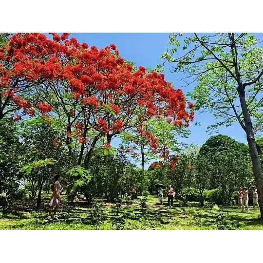 কিভাবে পটেড রয়্যাল পয়েন্সিয়ানা গাছ গাছের পাইকারী বিক্রেতাদের জন্য বাজারের প্রসারিত করে?