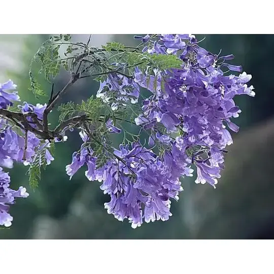 কিভাবে একটি জ্যাকারান্ডা গাছ অত্যাশ্চর্য প্রাকৃতিক দৃশ্য এবং দীর্ঘস্থায়ী সৌন্দর্য তৈরি করে? কিভাবে একটি জ্যাকারান্ডা গাছ অত্যাশ্চর্য প্রাকৃতিক দৃশ্য এবং দীর্ঘস্থায়ী সৌন্দর্য তৈরি করে?
