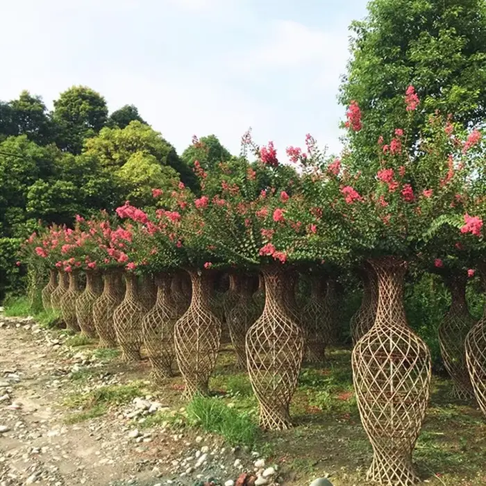 ক্রেপ মার্টেল স্ট্রিট গাছ
