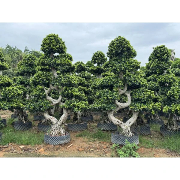 Ficus Microcarpa বনসাই গাছ