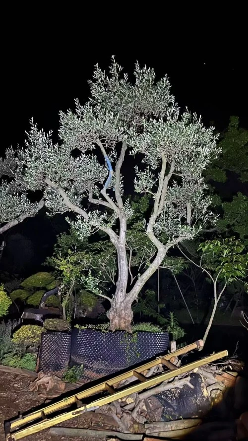 Potted Olive Tree