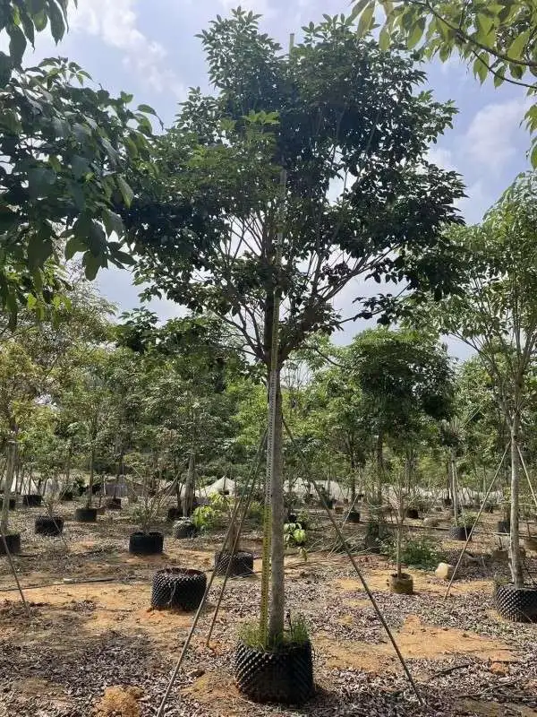Purple Trumpet Tree Liners