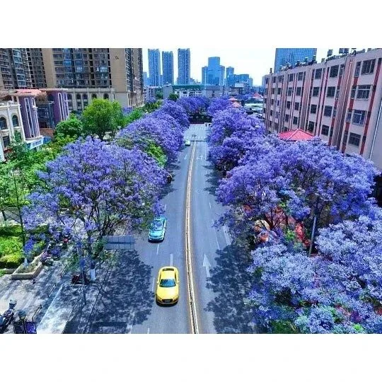 জ্যাকারান্ডা বনসাই গাছ