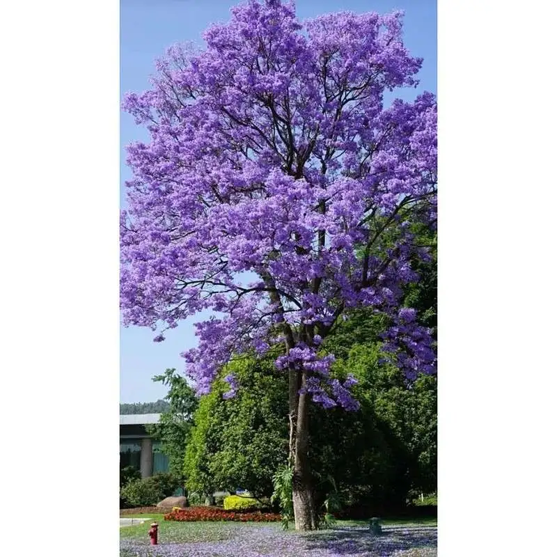 জ্যাকারান্ডা রাস্তার গাছ