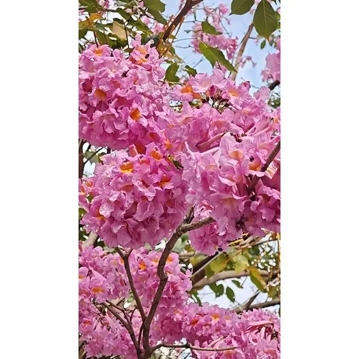 বেগুনি ট্রাম্পেট ট্রি বনসাই