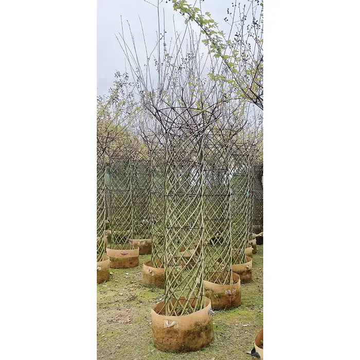 নমুনা ক্রেপ মার্টেল গাছ