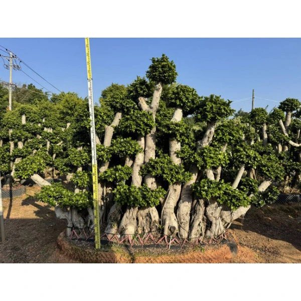 নমুনা Ficus microcarpa গাছ