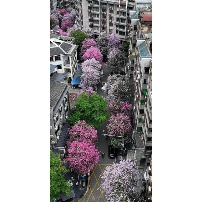 গোলাপী অর্কিড গাছের নমুনা