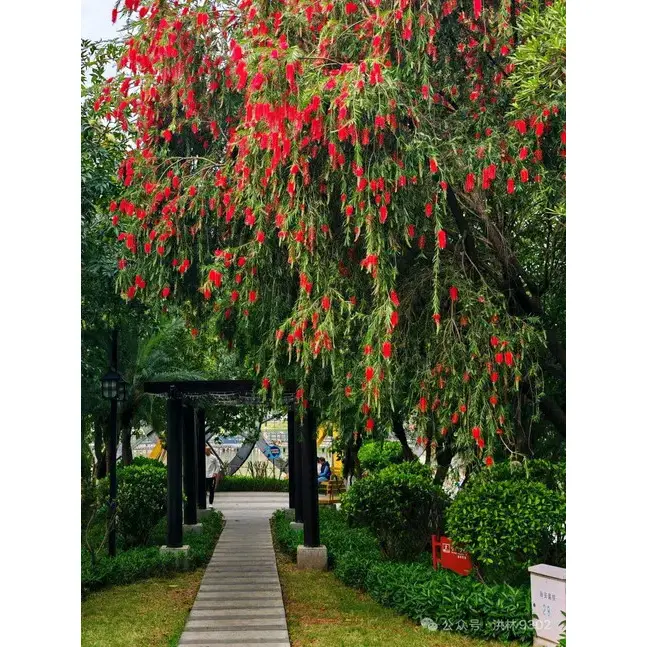 নমুনা কাঁদা বোতলব্রাশ গাছ