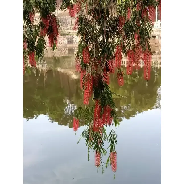 কাঁদছে বোতলব্রাশ রাস্তার গাছ